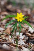 Anemonoides ranunculoides